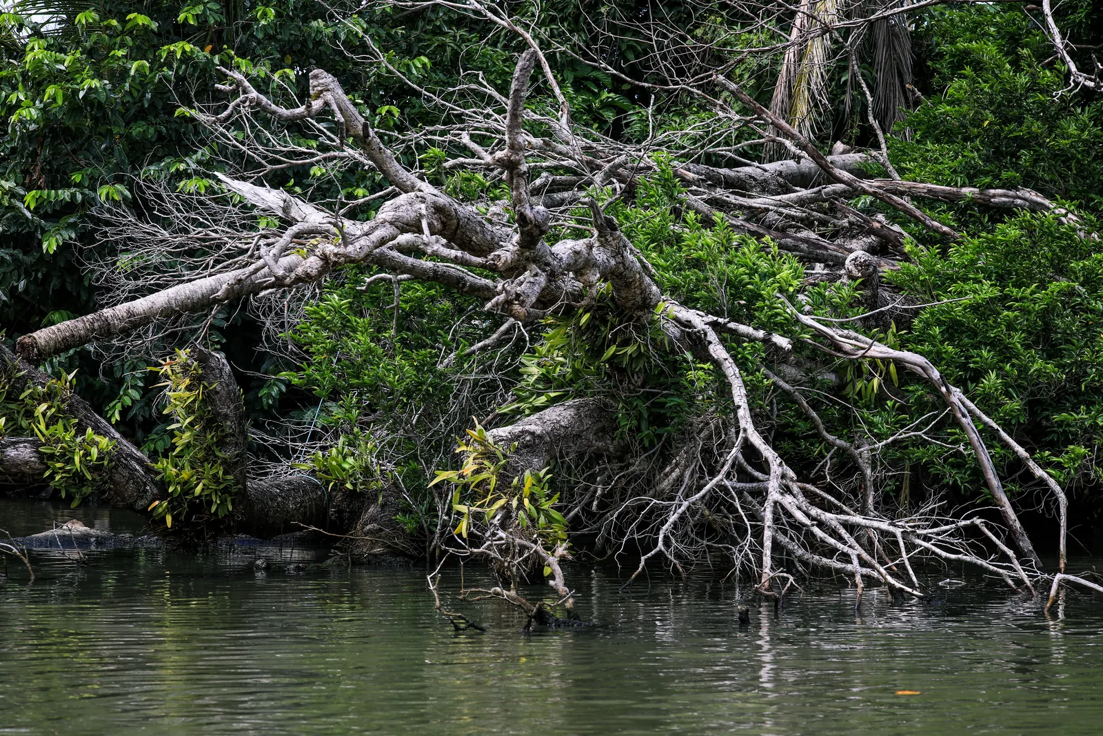 As raízes aéreas seguram o sedimento e servem de abrigo para filhotes de peixe, camarão e caranguejo.