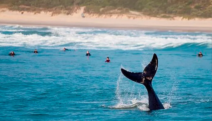 10 Fatos que Fará Você Viajar para Praia do Rosa