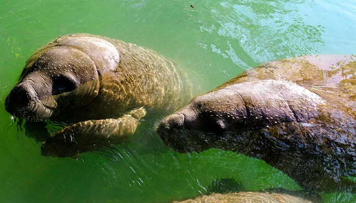 Pousada da Amendoeira: Um refúgio pé na areia em São Miguel dos Milagres