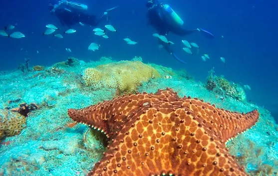 melhores lugares para mergulhar no Brasil